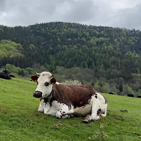 Privative Sur La Route Des Vins Tv Parking Box Velo Bike Issenheim